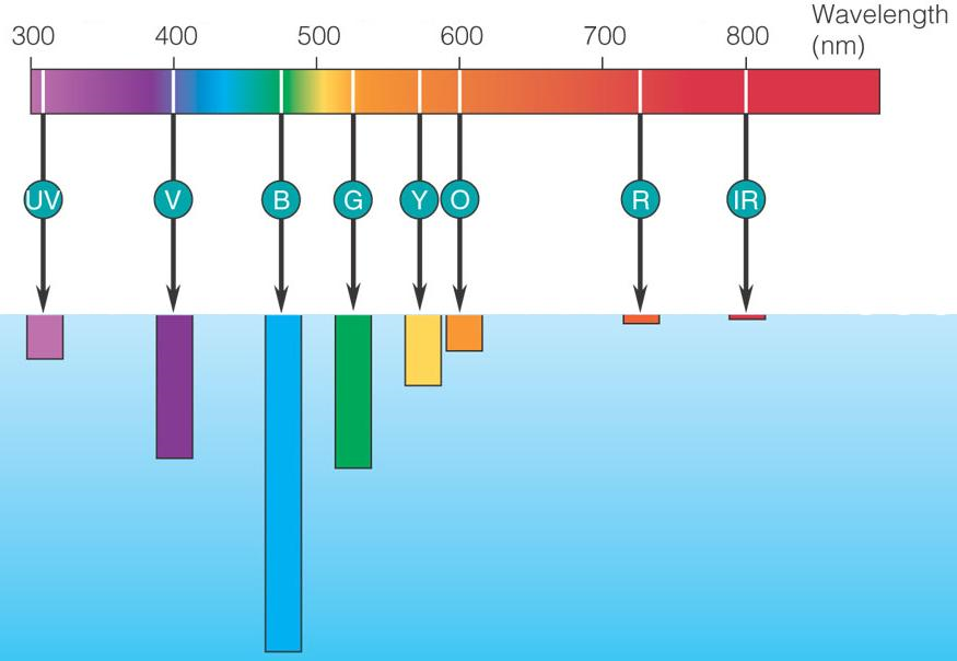optoelectronics wavelength
